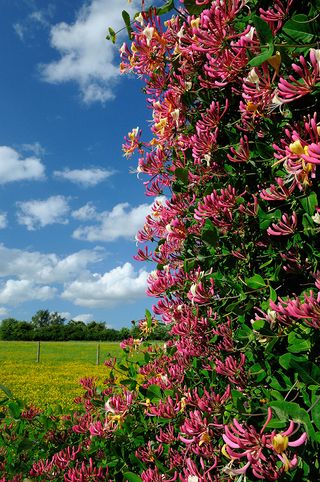 honeysuckle