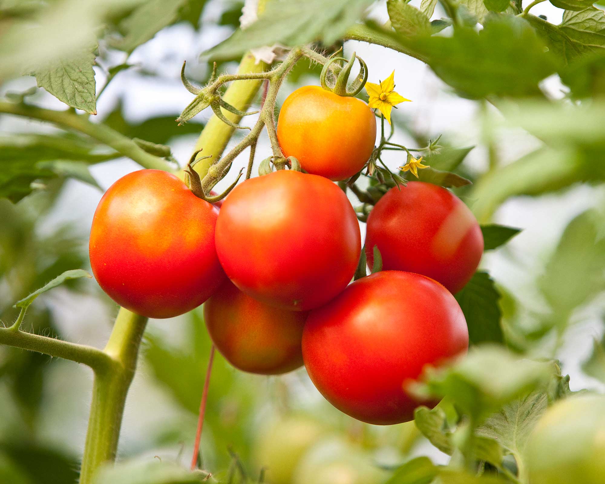 Tomato pests: top tips on 5 common intruders | Gardeningetc