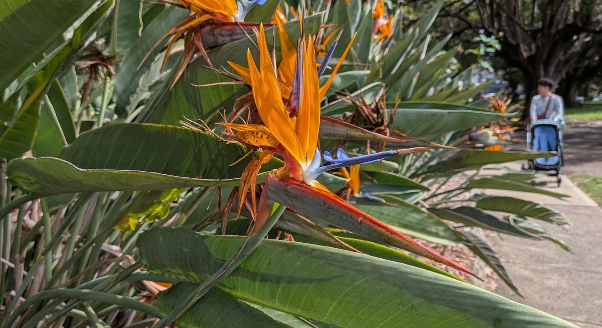 A close up photo of a bird of paradise flower