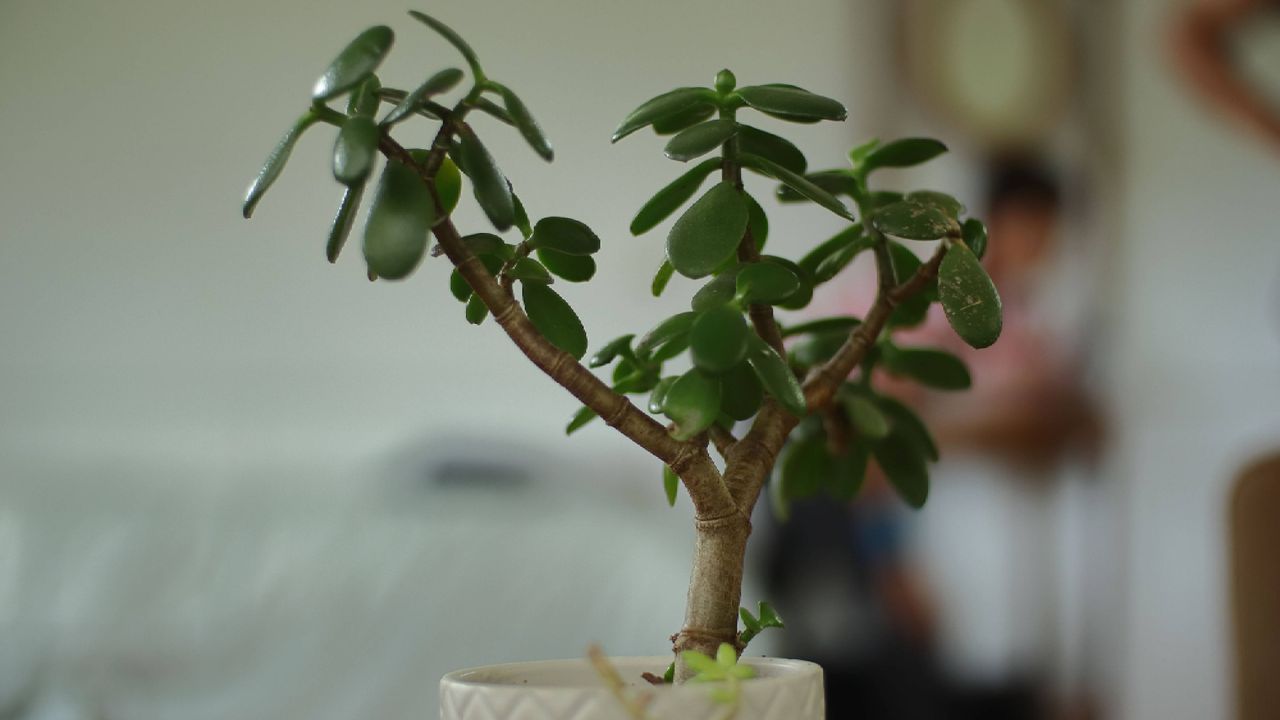 Jade plant dropping leaves? Here's exactly what's wrong