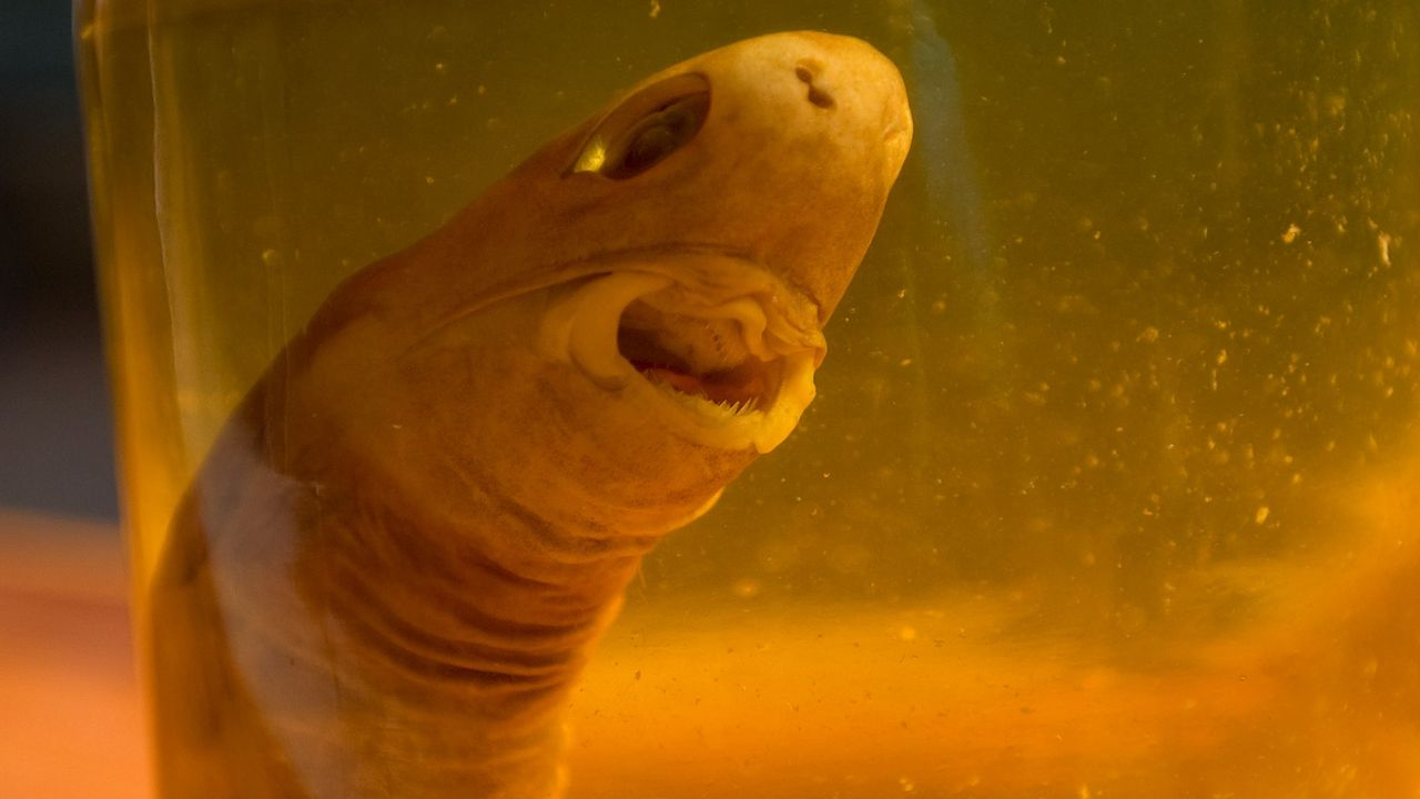A photo of a preserved cookiecutter shark on display during the Girls in Ocean Science Conference in California in 2016.