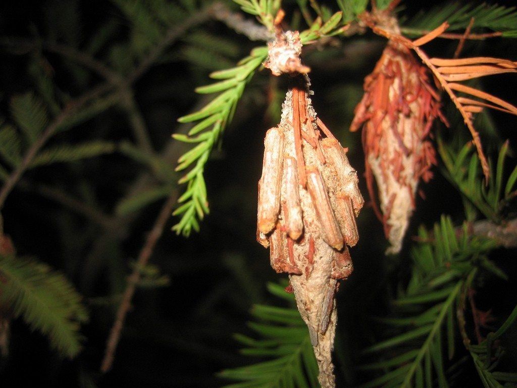 Bagworms On Pine Tree