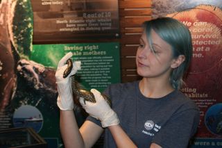 Snake biologist Tori Babson holds up one of Anna's babies.