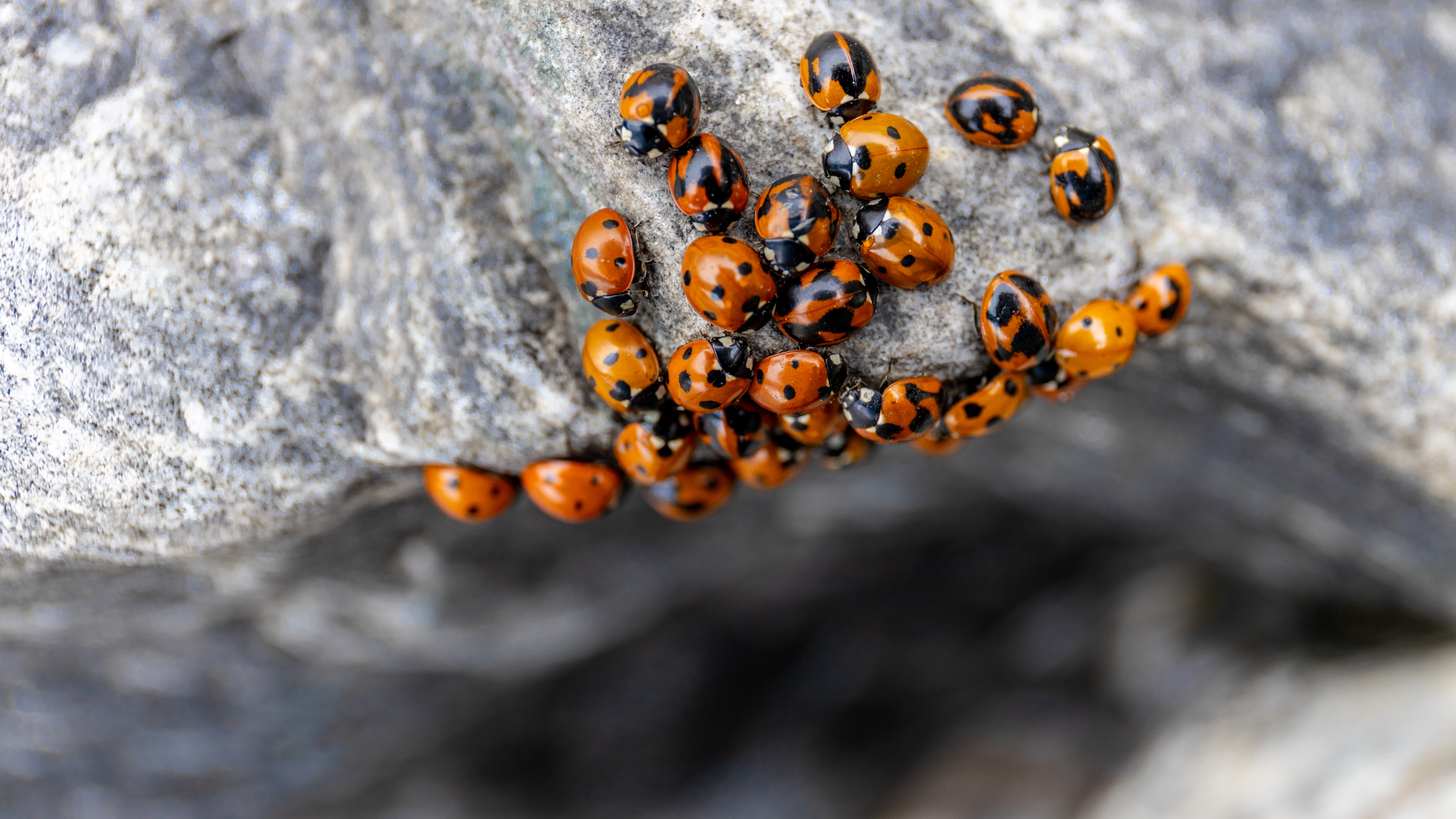  'death spiral&rsquo; ladybugs 