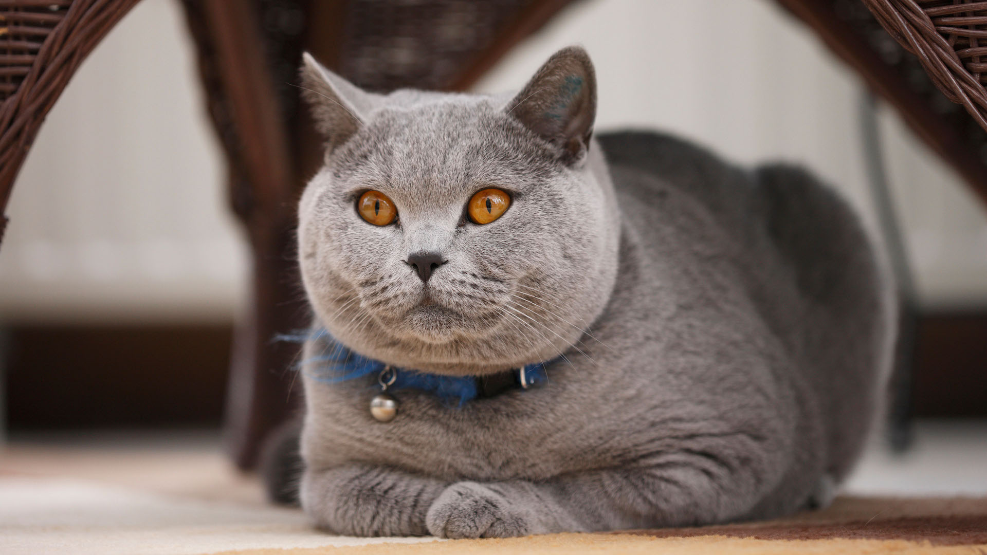 Chartreux cat under a chair