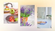 composite of person washing apples, a lavender plant and woman wiping surface