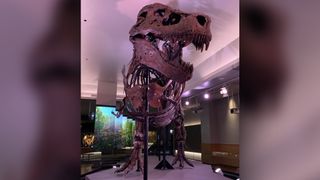 Sue the T. rex had an awful infection when she died.