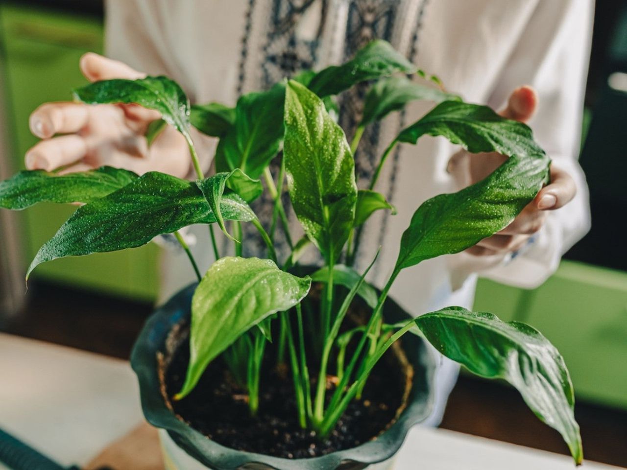 Hands hold a potted plant with we leaves