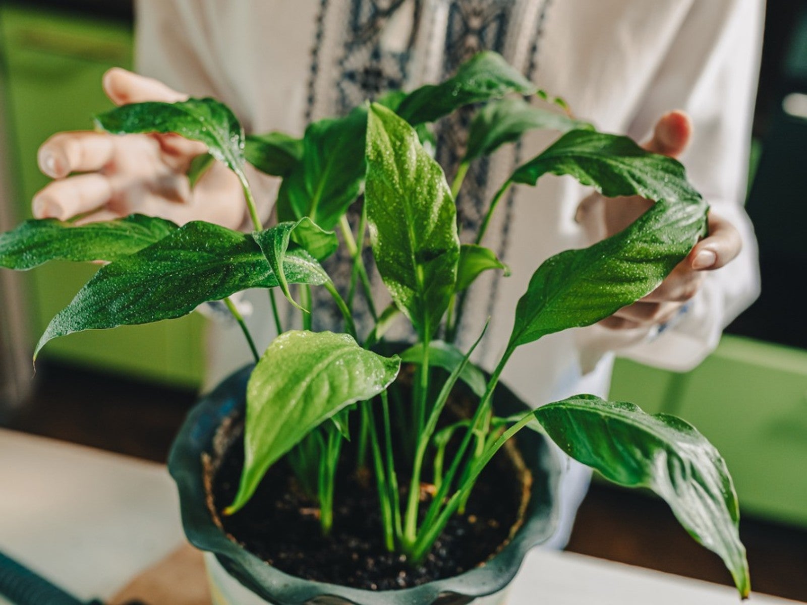 How To Identify And Fix Low Humidity In Plants