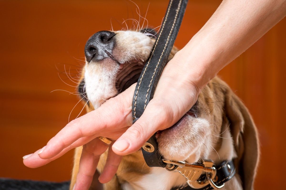 Small hunting dog bites the owners hand.