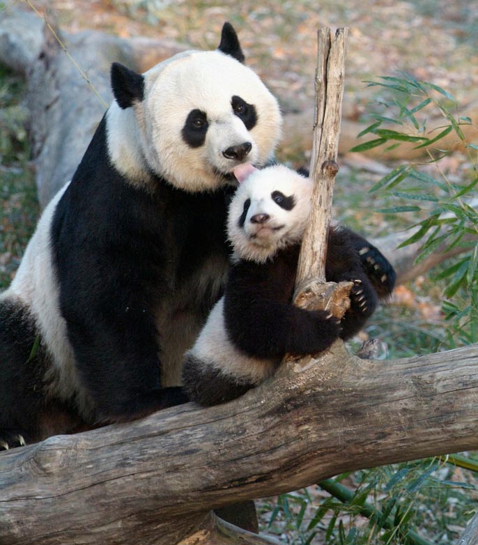 Butter Balls: Photos Of Playful Pandas | Giant Pandas | Live Science