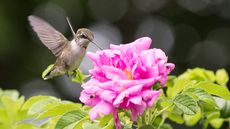 Female Ruby Throated hummingbird collection nectar from a wildflower.