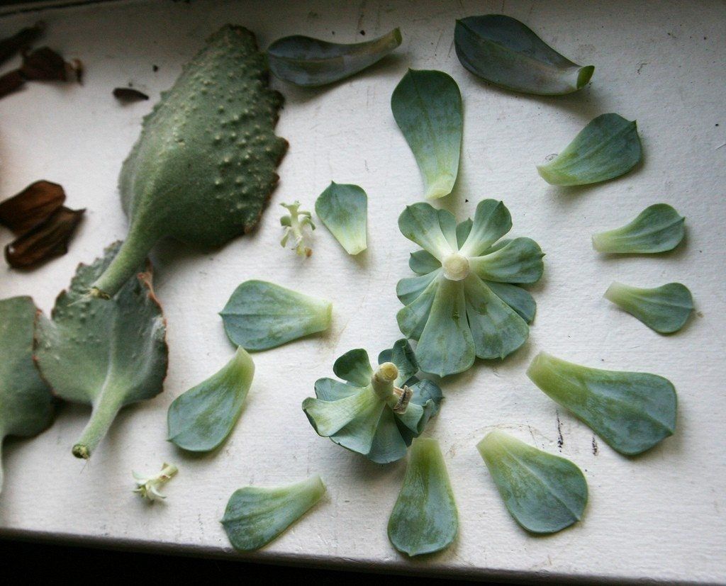 Plant Surrounded By Leaf Cuttings