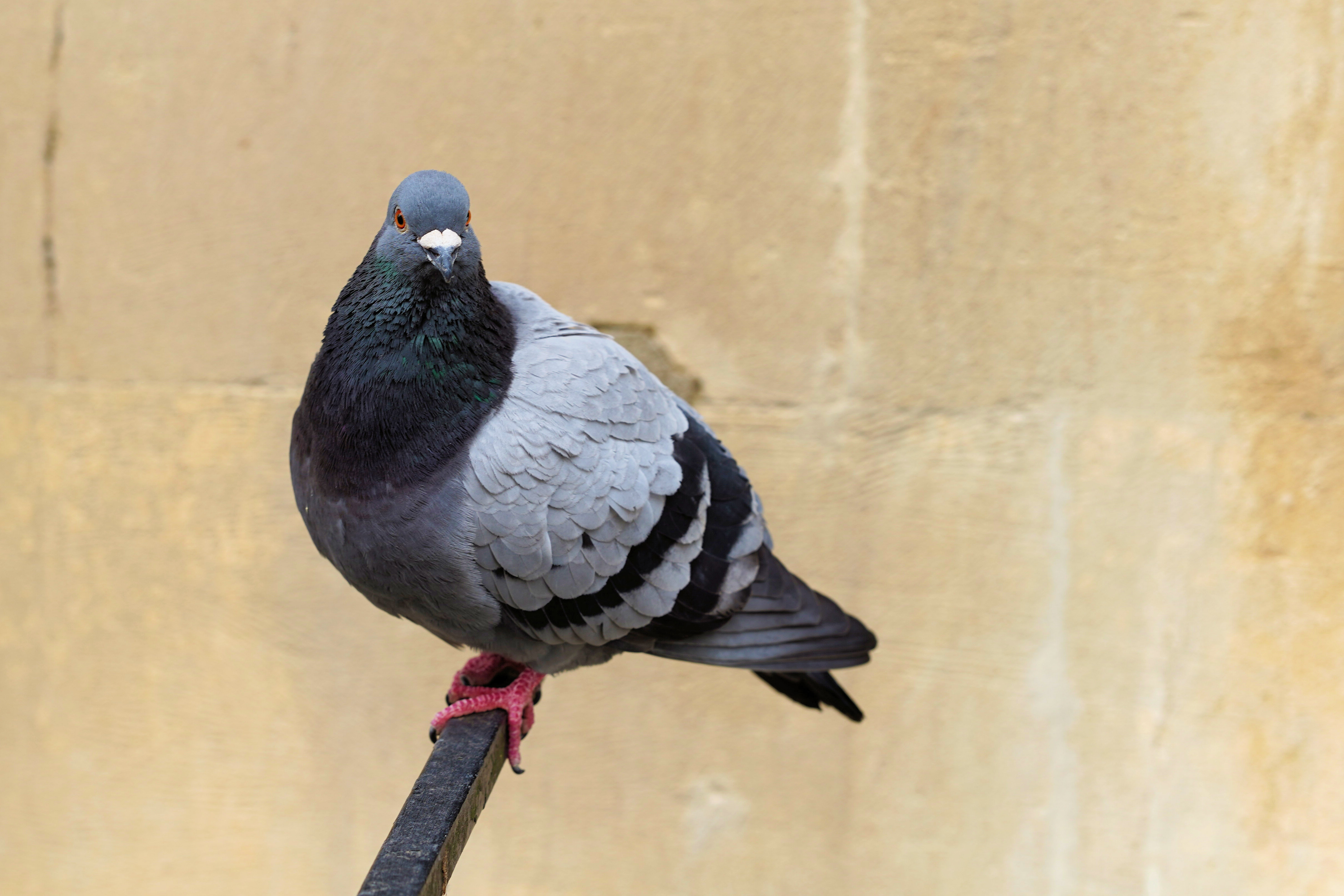 Meike AF 85mm f/1.8 SE II sample image