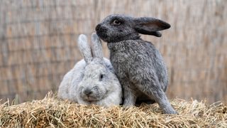 Two silver bunnies