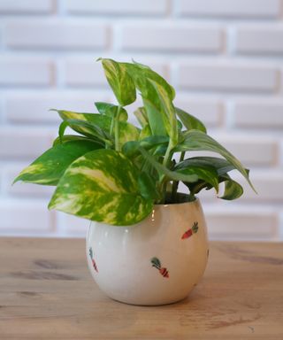 small golden pothos plant in a pot