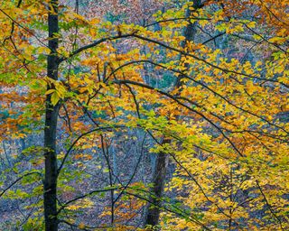 American hornbeam tree with autumn foliage