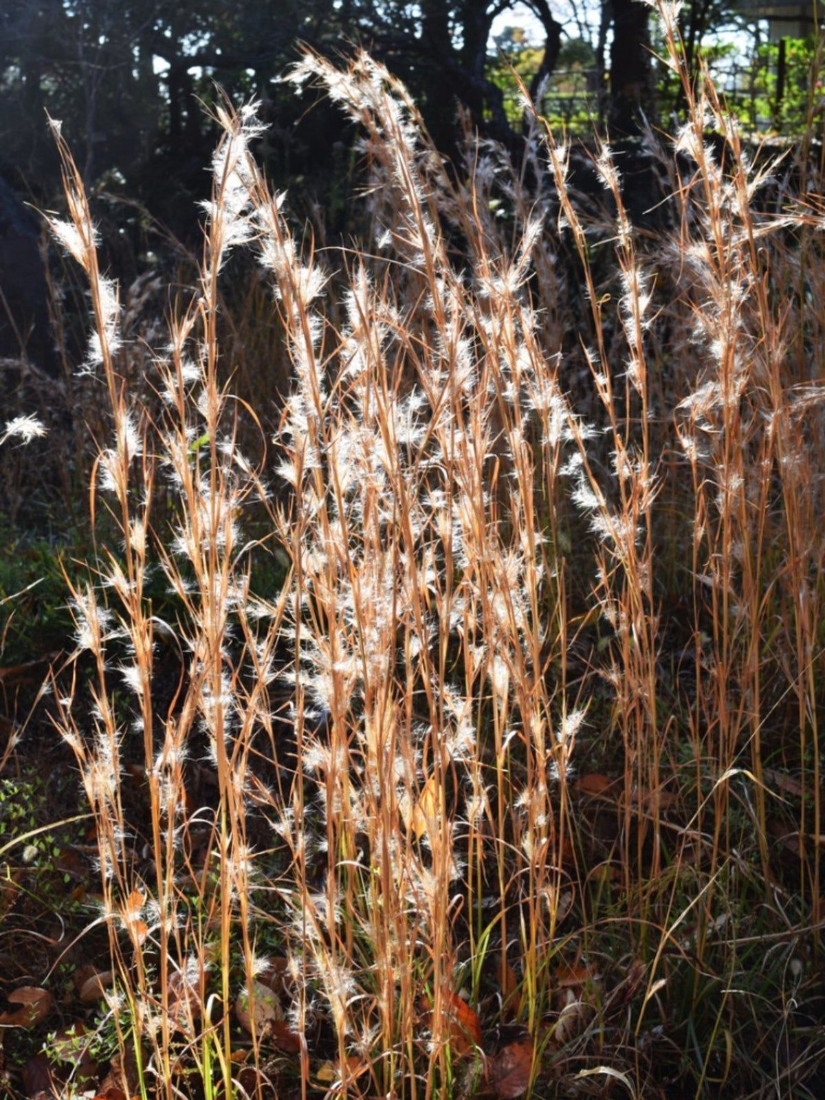 Tall Broomsedge Grass Plant