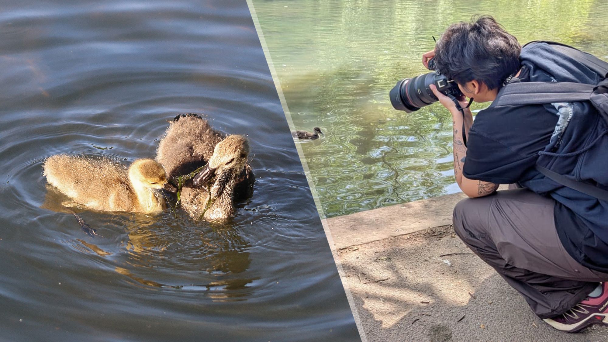 tomsguide.com - Nikita Achanta - ve taken over 6,000 photos on the Canon EOS R6 Mark III: here are my favorite portraits, wildlife and landscape shots
