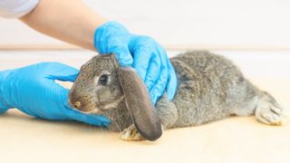 Rabbit at vet