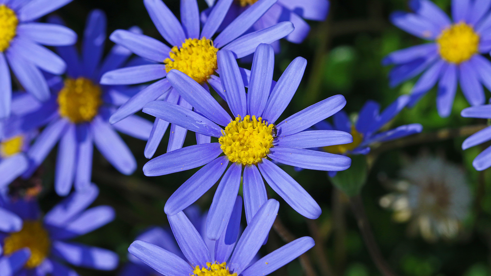 Kingfisher daisy