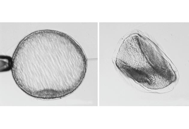 Equine embryo before and after biopsying