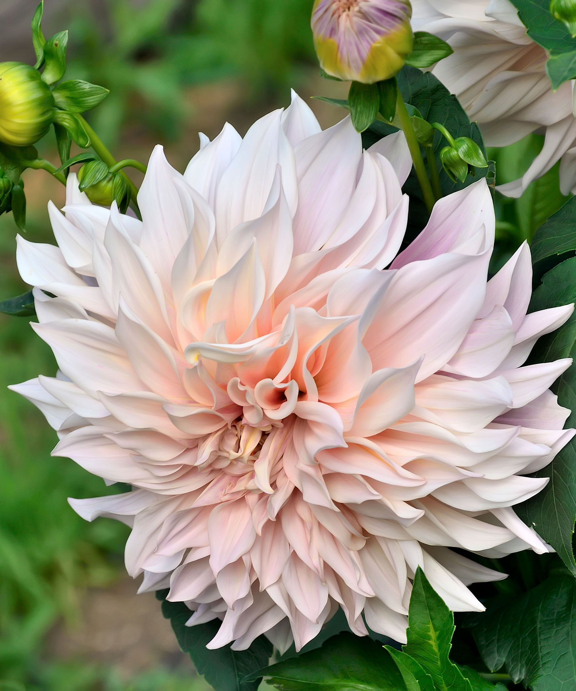 large pink cafe au lait dahlia flower and buds