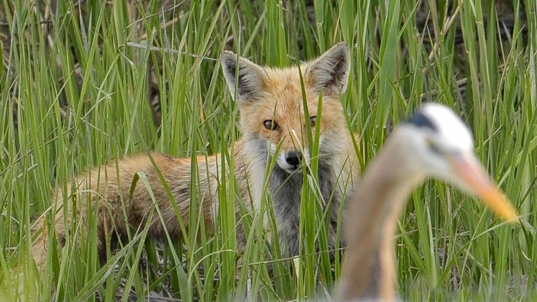 A fox followed the heron around, possibly hoping for an easy meal.