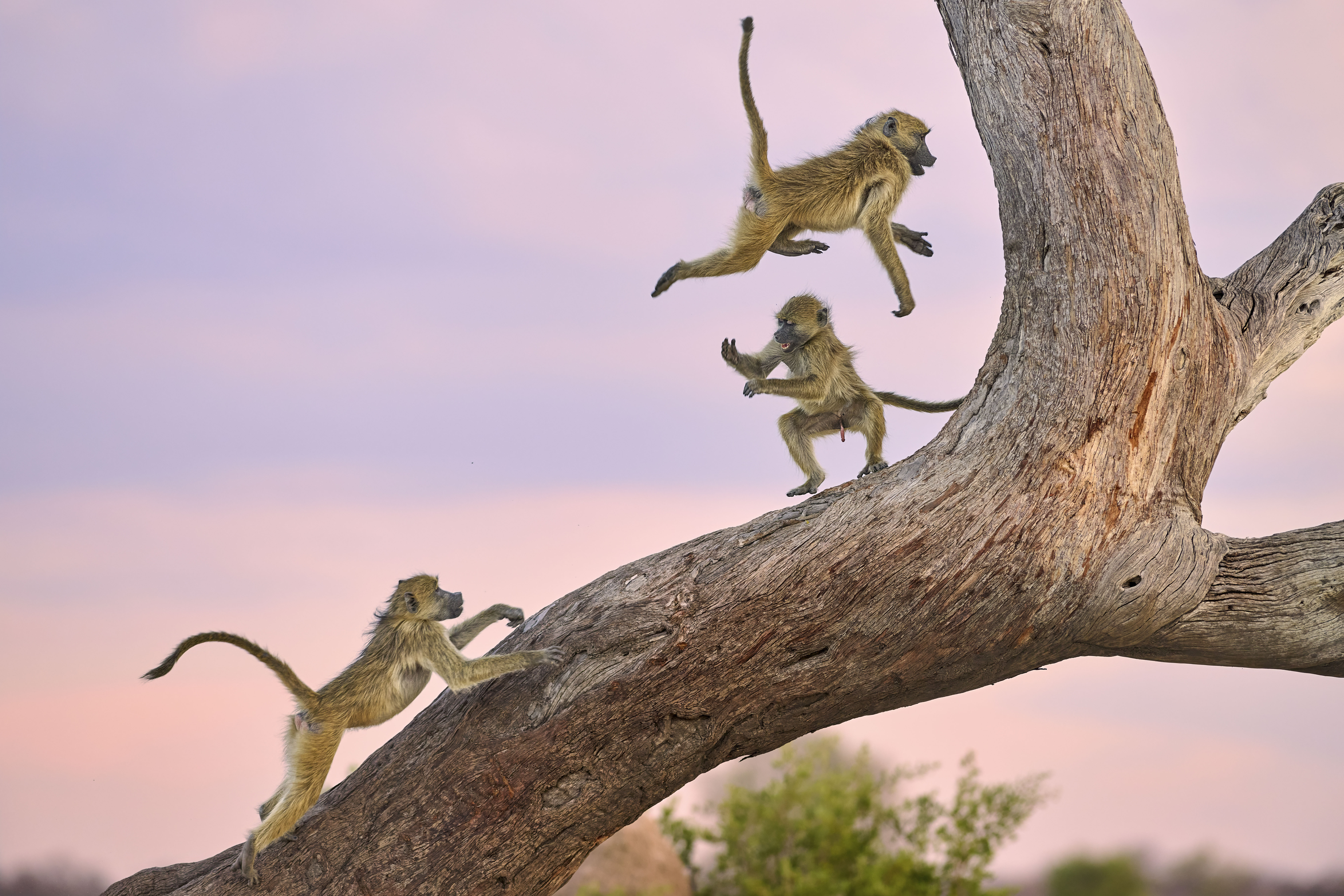 A troop of baboons playing in a tree in Hwange National Park, Zimbabwe with pink skies