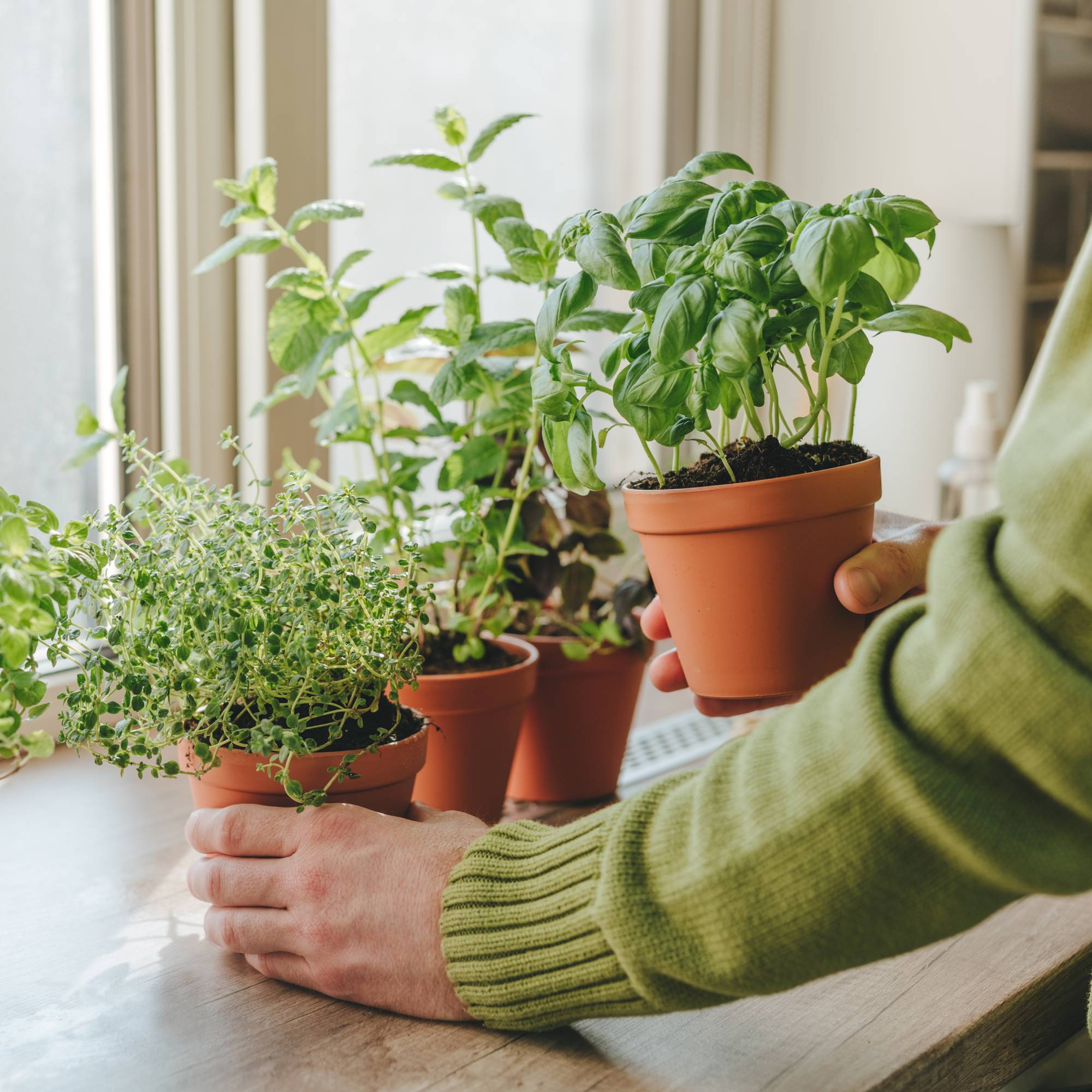 Indoor gardener moves small pots with herbs to bright window
