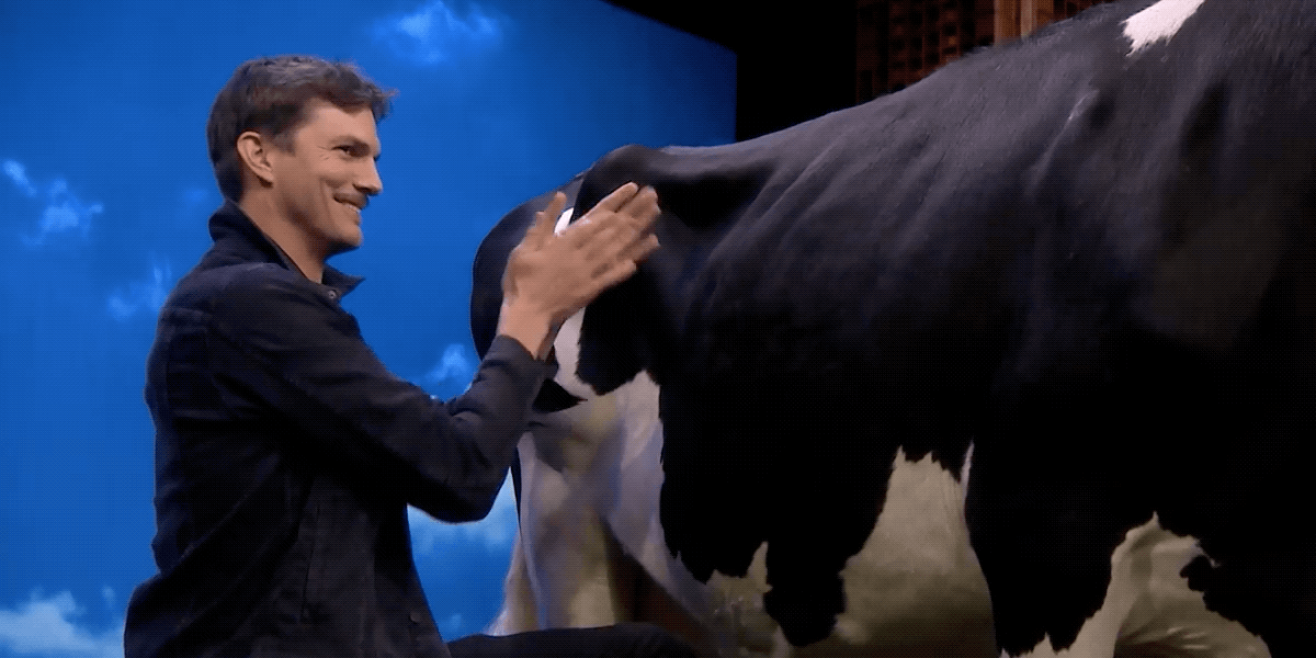 ashton kutcher warming hands before milking cow gif