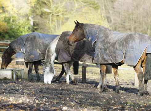 Horses in field