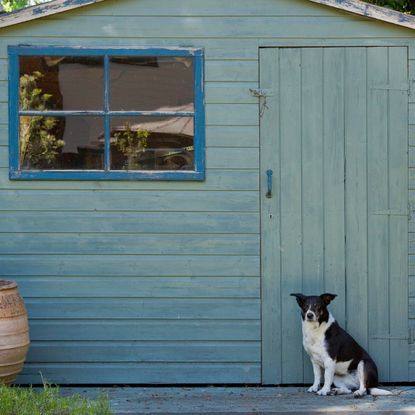 dog sitting in front of blue garden shed 