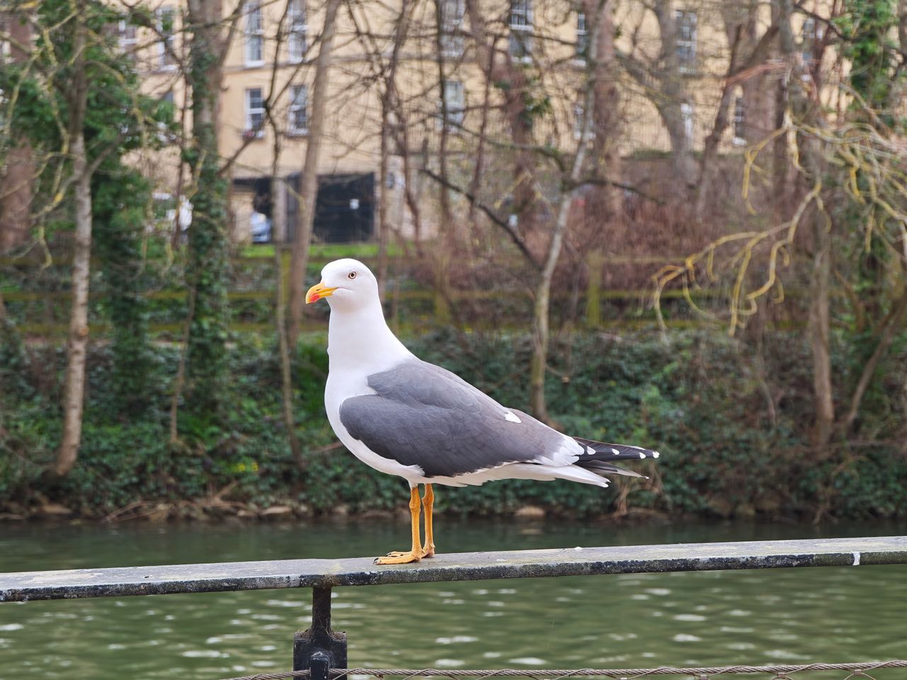 A photo taken for a Leica Leitzphone versus iPhone 17 Pro camera comparison faceoff