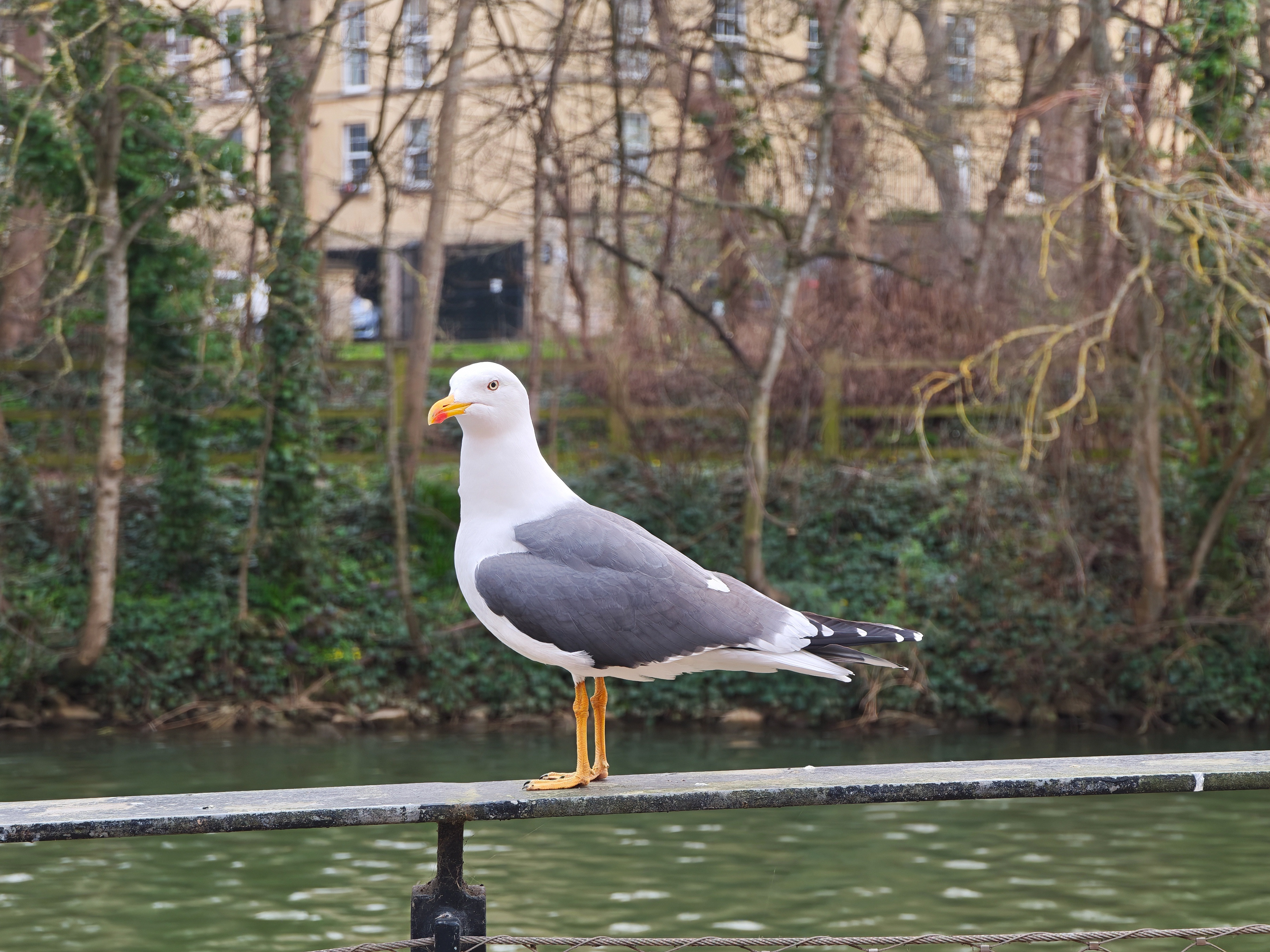 A photo taken for a Leica Leitzphone versus iPhone 17 Pro camera comparison faceoff