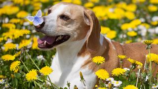 Beagle in a field with Butterly on nose on National Beagle Day