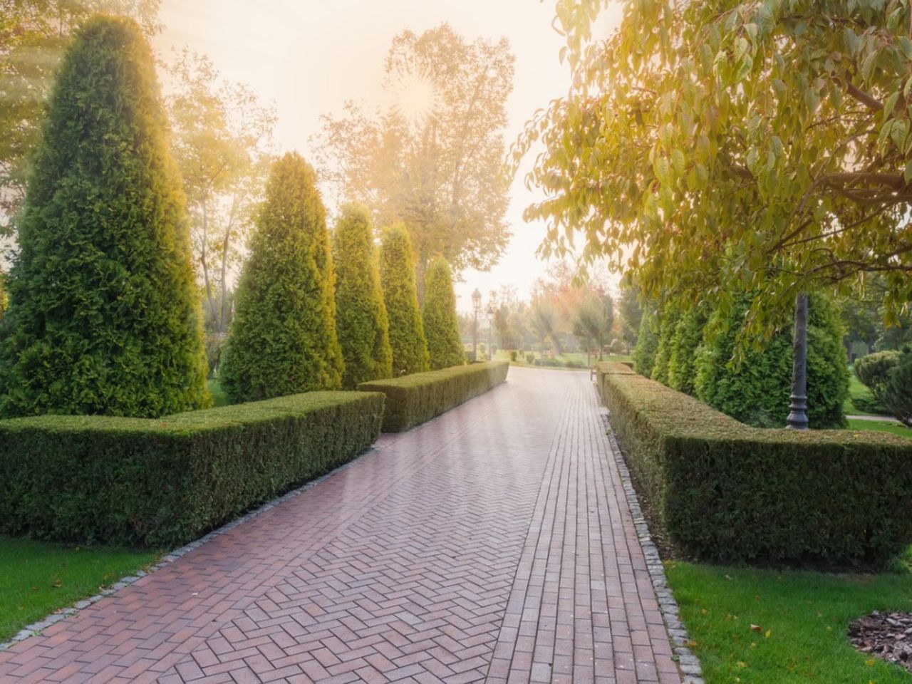 Evergreen Shrubs Along A Path