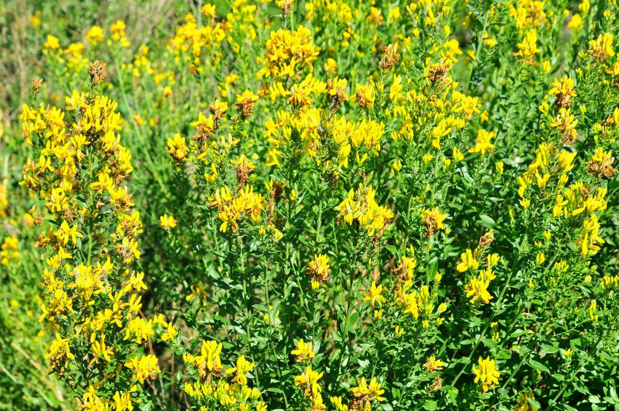 Yellow Woad Plants