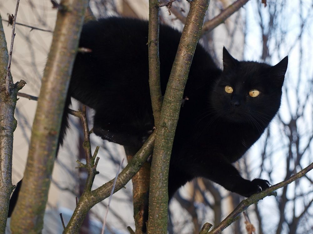 Cat in tree