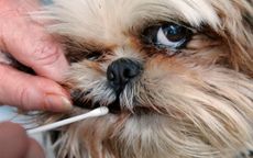 Dog swab