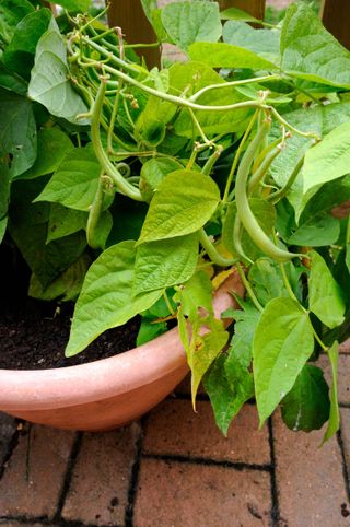 Runner beans growing in a pot