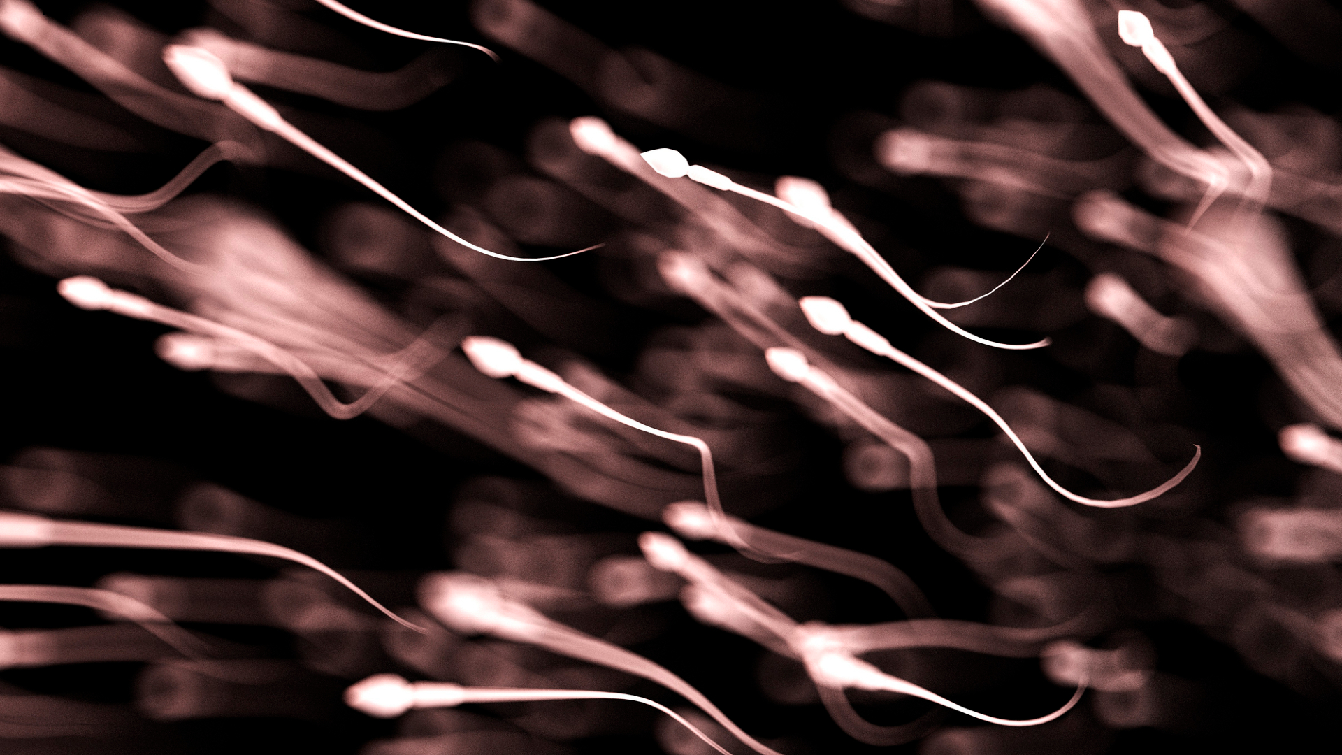A sepia colored image shows a cloud of sperm swimming to the left, their long tails extended to the right.