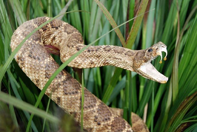 This Tiny Snake Has a Big Mouth - The New York Times