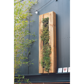 A vertical garden, filled with moss and succulents, attached to a dark wall