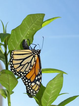 A female monarch butterfly laying eggs on tropical milkweed.