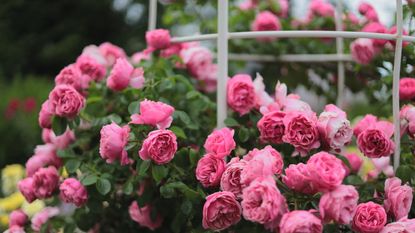 Pink rose blooms climbing over a white frame