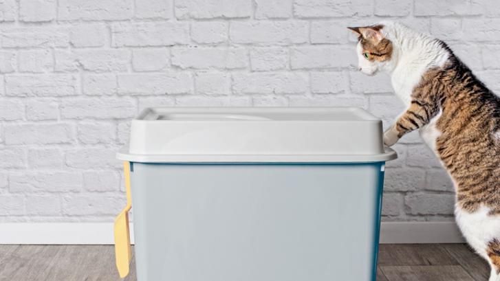 Why is my cat pooping outside the litter box? A vet's guide | PetsRadar