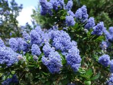 Blue Flowering Ceanothus Soapbush