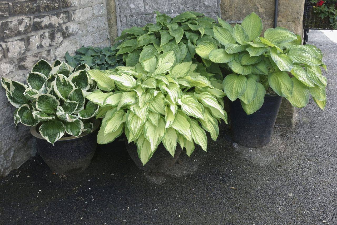 Large Potted Hosta Plants