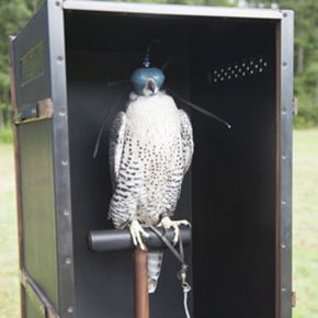 The $150,000 falconing set